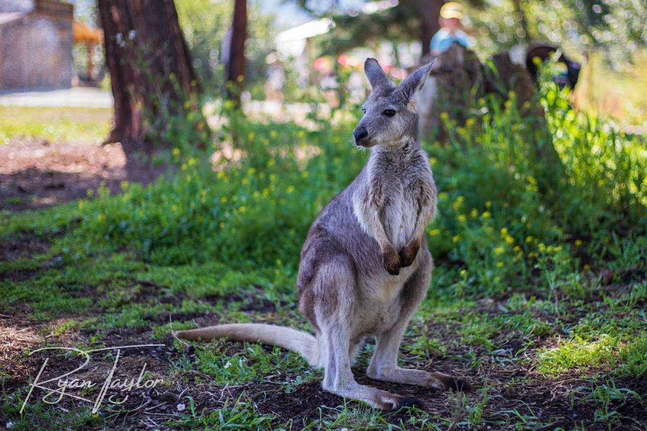 Kangaroo Creek Farm